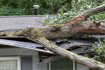 Storm Tossed Tree Impales a House Roof